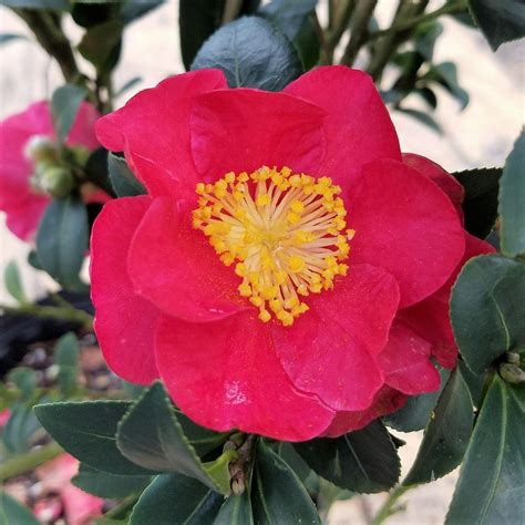 Check out our red flowering bush selection for the very best in unique or custom, handmade pieces from our shops. 9.25 in. Pot - Yuletide Camellia(Sasanqua) - Red Blooming ...