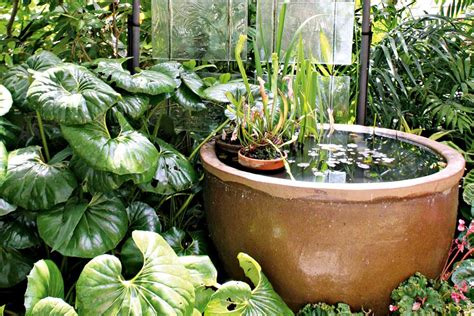 How To Plan A Tropical Garden New Zealand Handyman Magazine