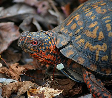 Things To Know Before Keeping Eastern Box Turtle As Pet How To Take