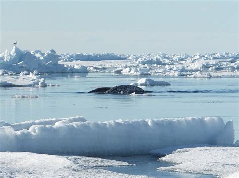 Seismic Testing For Oil Reserves A Threat To Arctic Marine Life Study