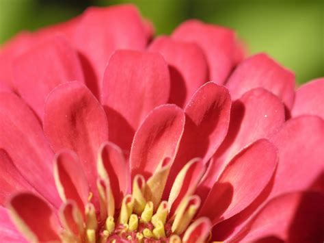 Colorful Flower Macro Shot Free Stock Photo Public Domain Pictures