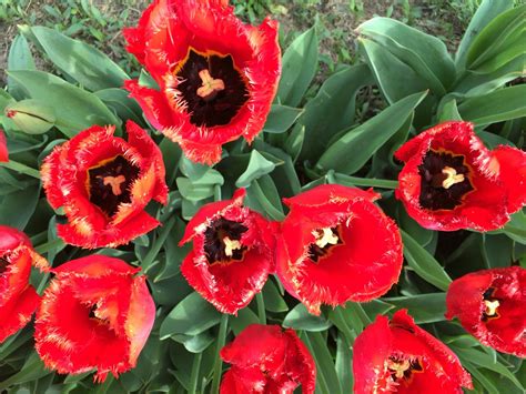 Secondflor offers you a wide selection of the most beautiful essences at the best price. #Holland Michigan Tulip Festvsl | Tulips, Plants, Garden