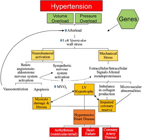 Hypertension, left ventricular hypertrophy, and sudden cardiac death - International Journal of 