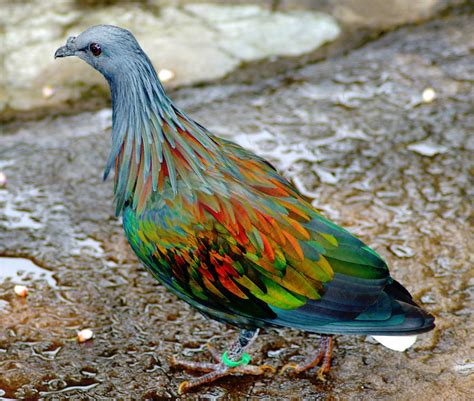 Sixpenceee The Nicobar Pigeon Is The Closest Living Relative To The