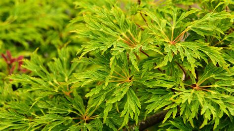 Acer Japonicum Green Cascade Japanese Maple Conifer Kingdom