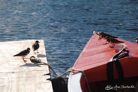 Birds Sea Birds And Boats Mill02 Flickr