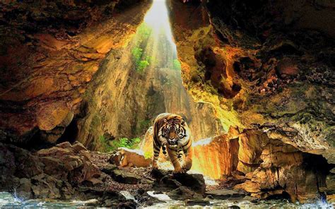 Tiger Cave Sunlight Nature Wallpapers Hd Desktop And