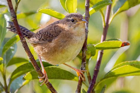 7 Species Of Wrens In Arkansas Picture And Id Guide