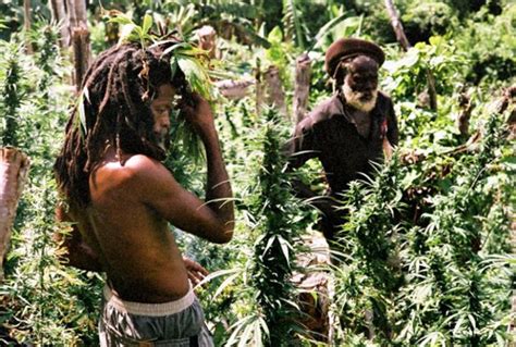 Rastafarianism And Cannabis Dispelling The Myths Legalize It We