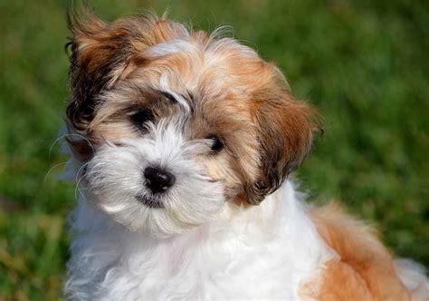 Is perfect if you want your pup to be snuggly. Teddy Bear Dog Breeds - The Pups That Look Like Cuddly Toys!