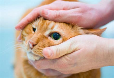 13 причин почему у кошки красный глаз как помочь