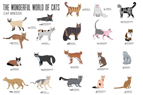 Only 1 In 15 Real Cat Lovers Can Recognize All Of These Cat Breeds Can