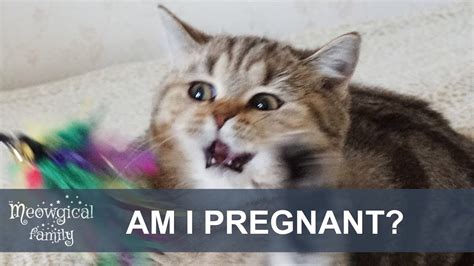 Pregnant Cat Care Youtube