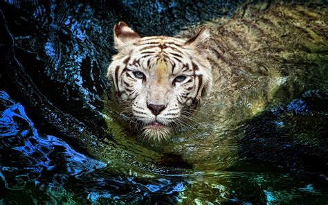 White Tiger Underwater Wallpaper