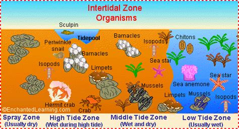 Intertidal Zone Animals