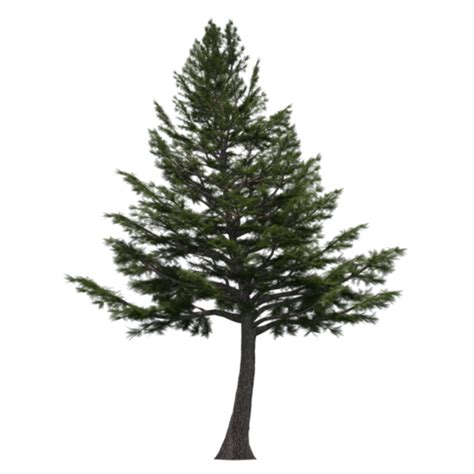 Cedar Tree Png Free Download Png Mart