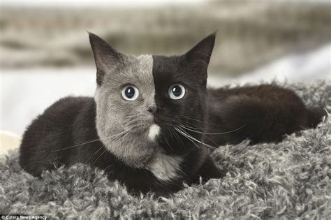 Cat With Two Faces Has An Even Split Of Grey And Black Fur
