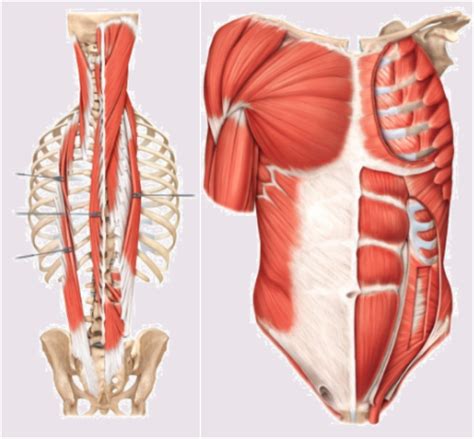 Muscles Of The Abdominal Wall And Vertebral Column Flashcards Quizlet