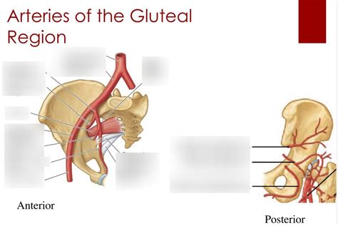 Arteries Of The Gluteal Region Diagram Quizlet