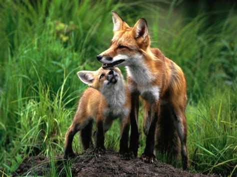 Cute And Beautiful Fox Pictures Incredible Snaps