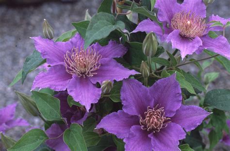 They're best pruned once in late winter or early spring, before growth begins, and again in early summer, after the first flush of flowers has faded. Summer Flowering Clematis Plants | PriorsWood Clematis