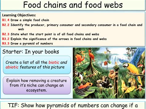 Food web is complex and interlinked isolation or separation of some food chains making up the food web, which does not impact the ecosystem stability. Tropical rainforest food chain example