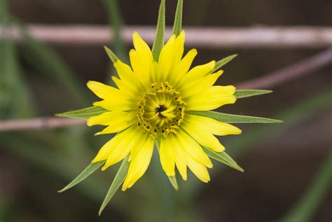 Flowers World Goatsbeard Yellow Wildflower Idaho