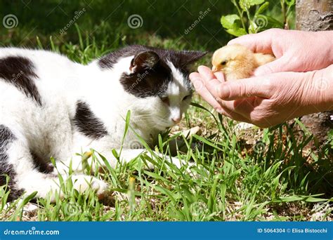 Cat And Baby Chick Stock Photo Image Of Real Life Nature 5064304