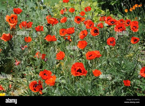 Persian Poppy Stock Photo Royalty Free Image 75076670 Alamy
