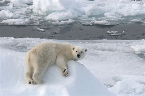 Polar Bears Much More Than A Polar Pin Up — Beyond Penguins And Polar