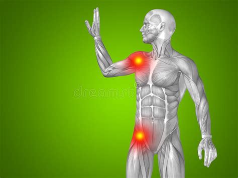 3d Illustration Human Man Anatomy Upper Body Or Health Design Joint Or