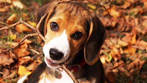 Funny animal desktop wallpaper (57+ images). Beagle Puppy Wallpaper ·① WallpaperTag