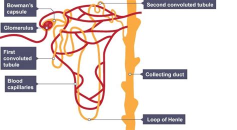 The human kidney is made up of about a million nephrons, the filtering units of this complex and highly vascular organ. Pin on Biology revision