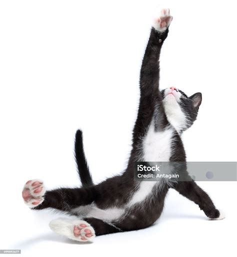 Young Cat Stock Photo Download Image Now Istock