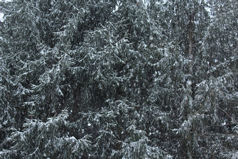 Snowy Tree Free Stock Photo Public Domain Pictures