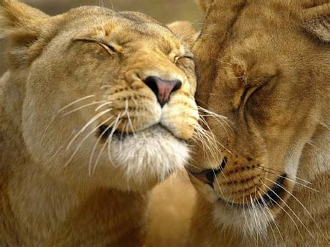 Explora nuestra colección de las mejores imágenes de animales. Cómo fotografiar animales en libertad