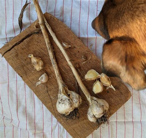 Grow Your Own Garlic Ask The Farm Lady And Flash Giveaway