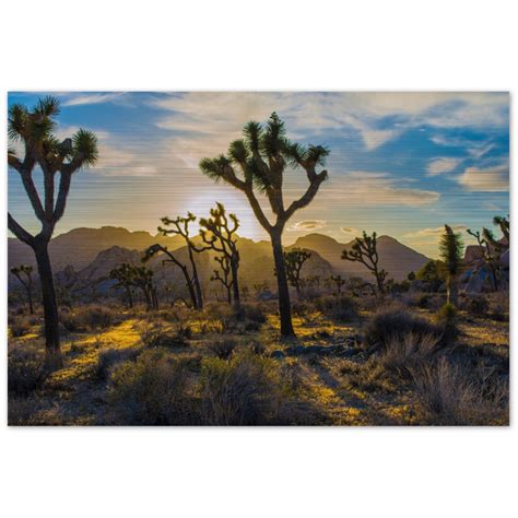 Joshua Tree Brushed Aluminum Print Bearroadrunner