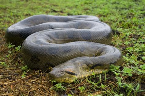 13 Van De Grootste Dieren Ter Wereld Per Soort