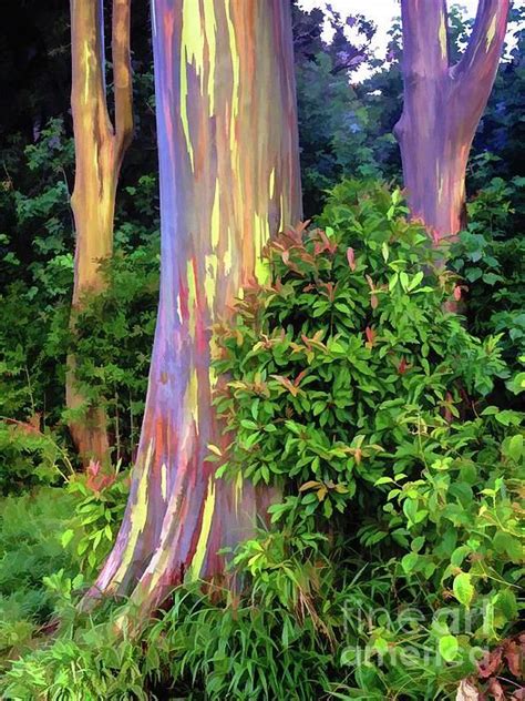 Rainbow Eucalyptus Trees On Maui By Bob Lentz In 2021 Rainbow