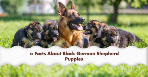 10 Facts You Didnt Know About Black German Shepherd Puppies