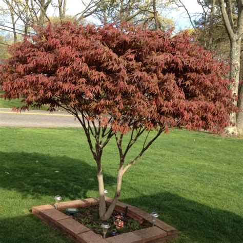 We did not find results for: This my beautiful Japanese maple | Japanese maple ...