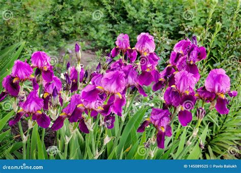 Beautiful Closeup Of Violet Irises Blossom In Garden Stock Image