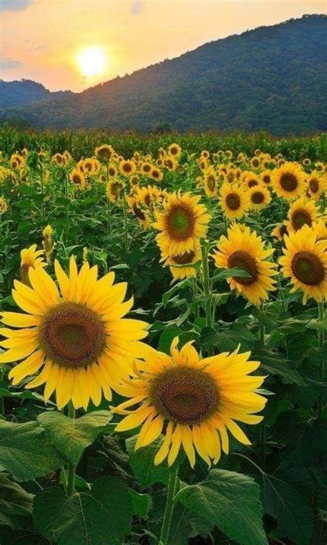 Sunflower The Flower Of The Sun Great Ideas For Your