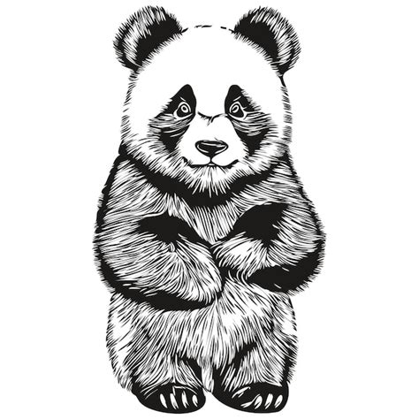 Premium Vector Realistic Panda Vector Hand Drawn Animal Illustration
