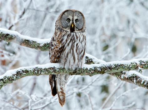 How do great grey owls capture prey beneath snow? - Earth.com