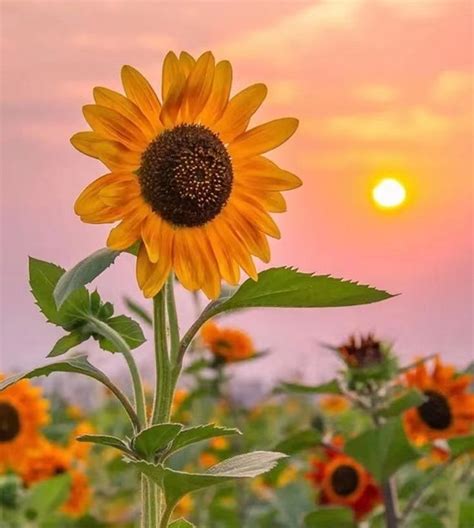 The Sun Is Setting Over A Field Of Sunflowers