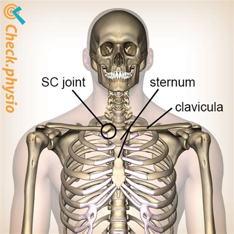 Sternoclavicular Injury Physio Check