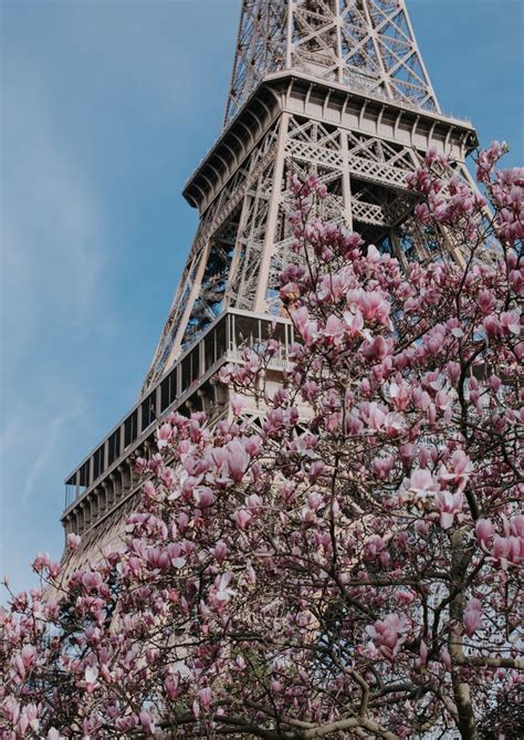 The Eiffel Tower Is Shown With Pink Flowers On Its Tree Branches