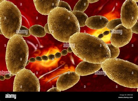Coccus Bacteria Hi Res Stock Photography And Images Alamy